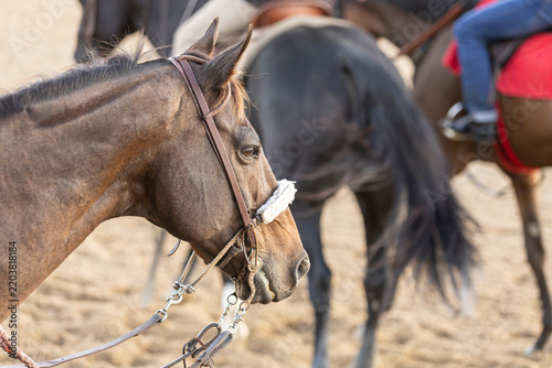 A track pony in the foreground with a racehorse and another track pony in the background. 