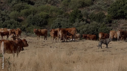 Gray Dog Walking Calmly Through Grazing Cattle Herd in Dry Field