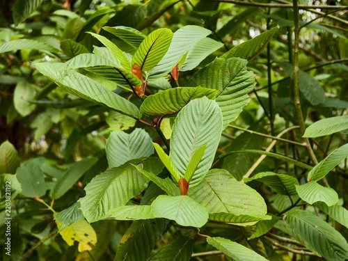 kratom plants in the morning