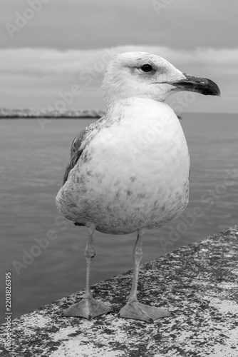 Seagull at Lagos Harbour, Algarve, Portugal