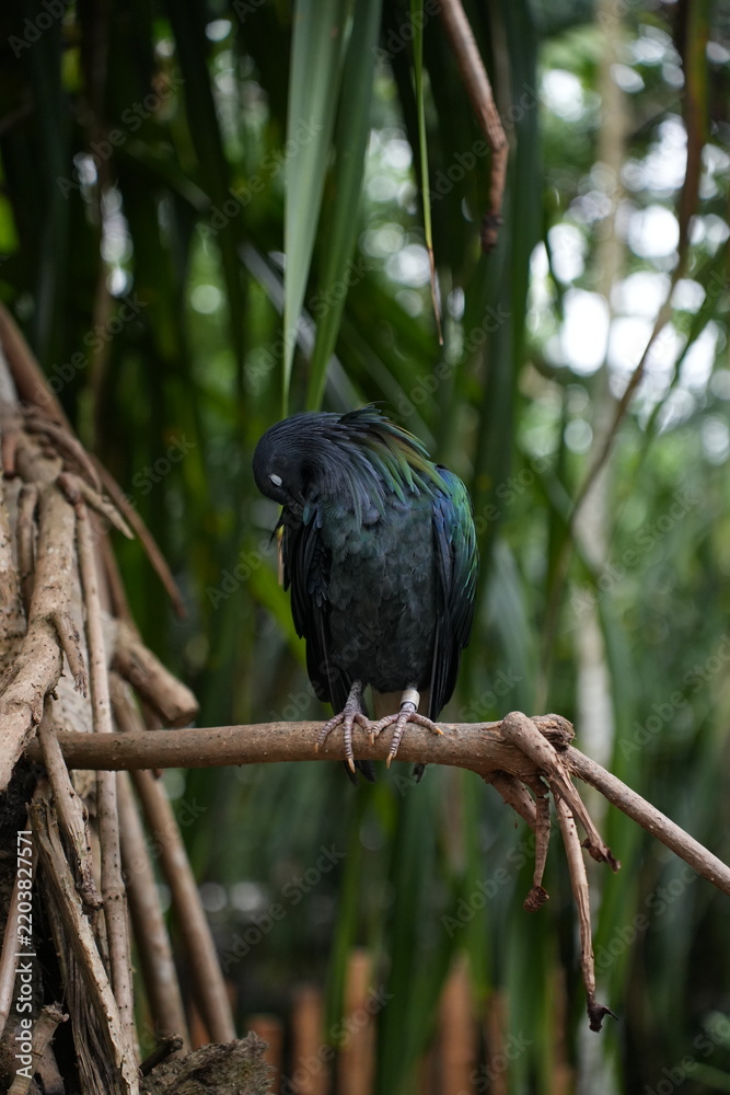 Obraz premium Nicobar pigeon with iridescent green and blue feathers preening on a branch in a lush tropical forest