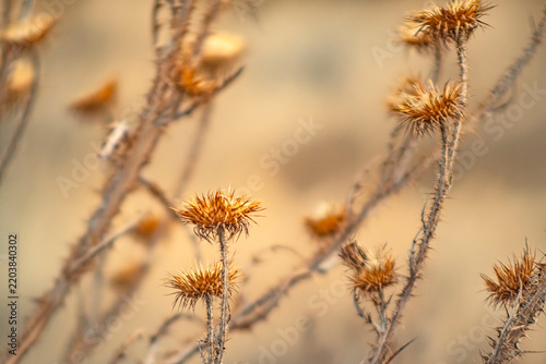 A close up macro shot of dried prickly thistle flowers in a field during autumn with a soft blurred background, highlighting natural textures and warm golden hour light.