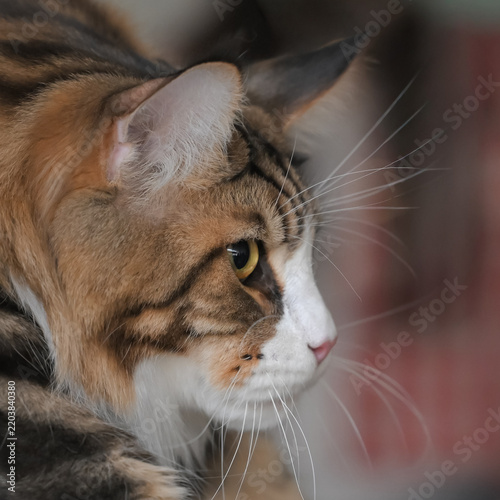 Allphotokz Cats 20250420 3463 Z9 S++