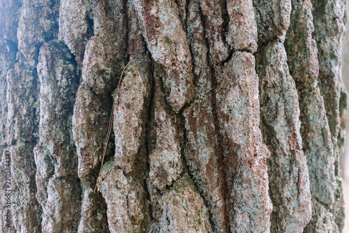 Close-up texture of rough tree bark in a forest