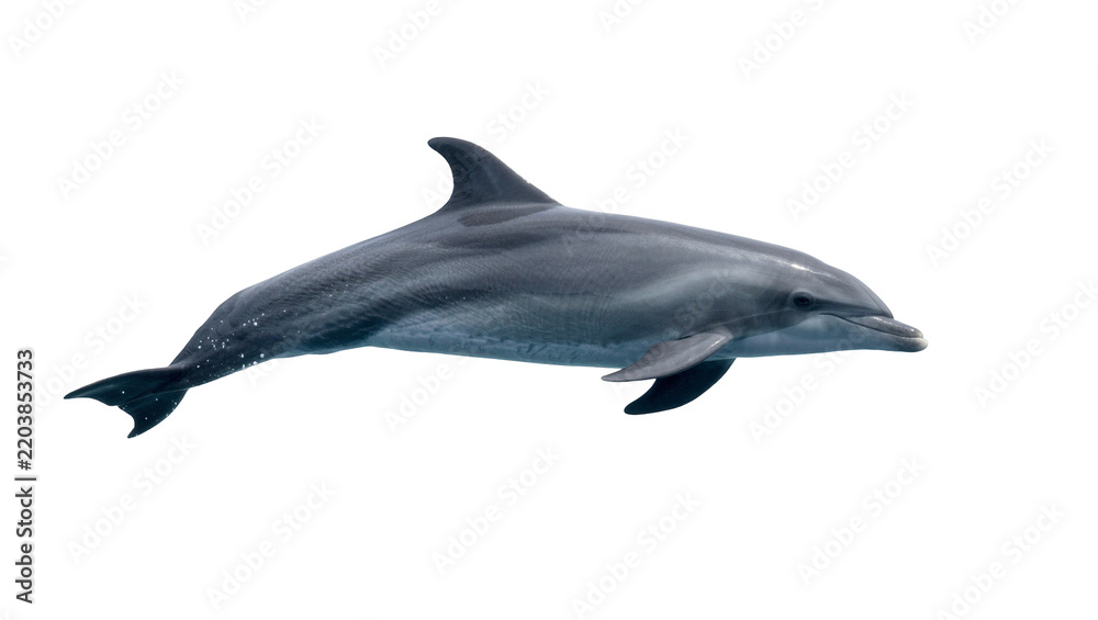 Fototapeta premium Gray dolphin swimming, isolated on transparent background