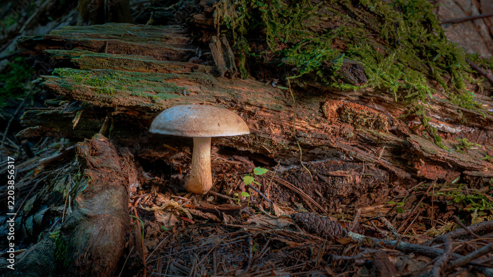 Fototapeta premium mushroom in the forest