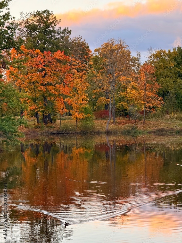 Obraz premium colorful autumn trees reflection on the lake surface, golden fall in the park
