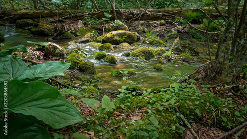 Obraz na płótnie stream in forest