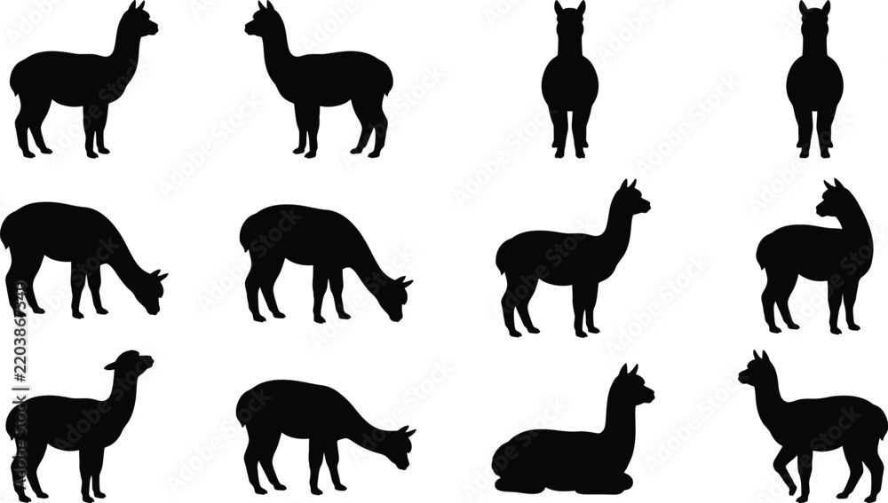 Obraz premium Set of black alpaca silhouettes showing various poses and movements in simple vector style
