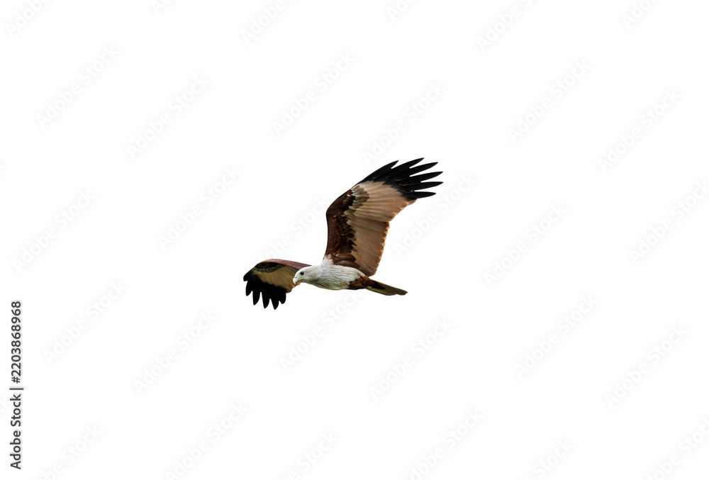 Obraz premium Brahminy Kite Flying With Powerful Raised Wings