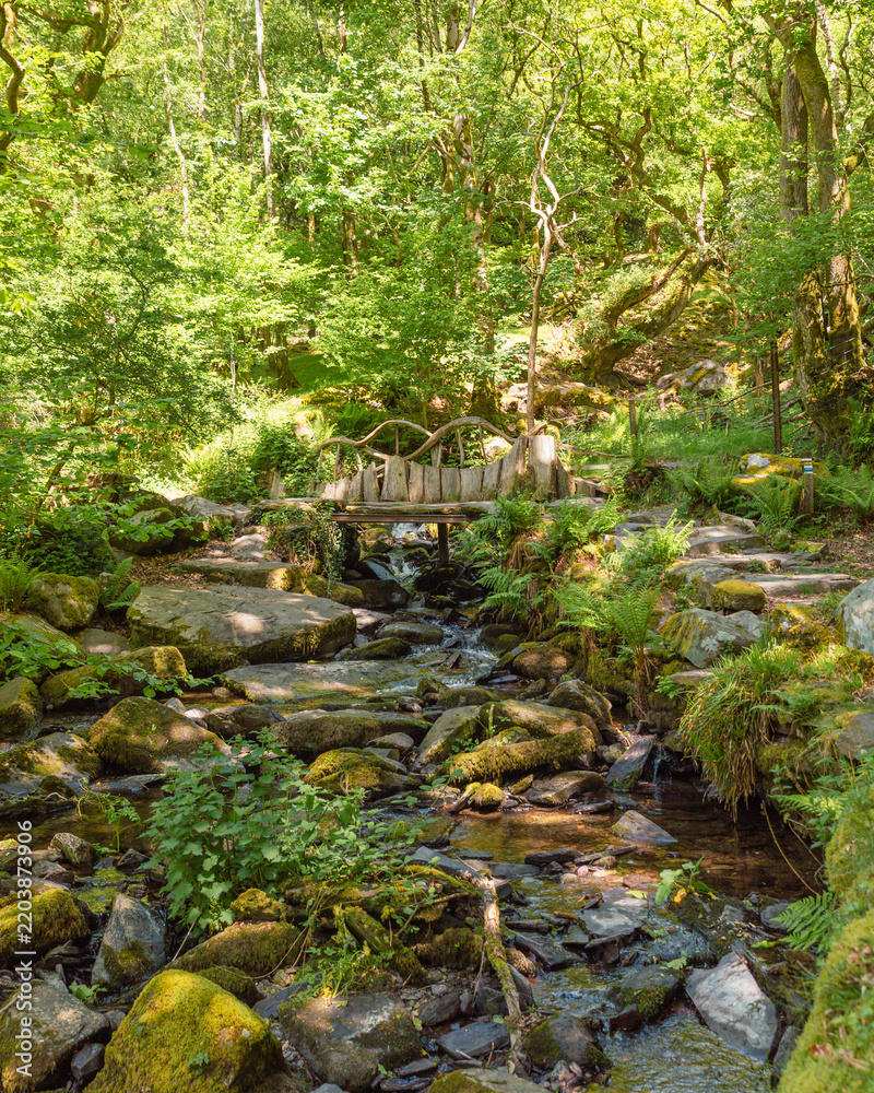 Fototapeta premium Rustic wooden footbridge over a mossy woodland stream with ferns and boulders in Snowdonia National Park, North Wales