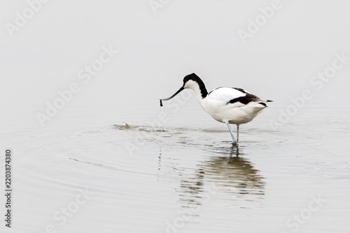 Pied avocet (recurvirostra avosetta), bird, Namibia
