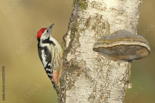 Middle spotted woodpecker (Dendrocopos medius) foraging on the trunk of a Grey birch (Betula populifolia) with Tinder Fungus (Fomes fomentarius), North Rhine-Westphalia, Germany