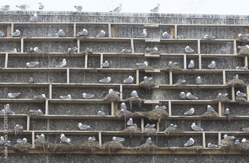 Black-legged kittiwake (Rissa tridactyla) specially installed breeding aids in Vardö on the island of Vardoya in the Barents Sea, Lapland, northern Norway, Scandinavia