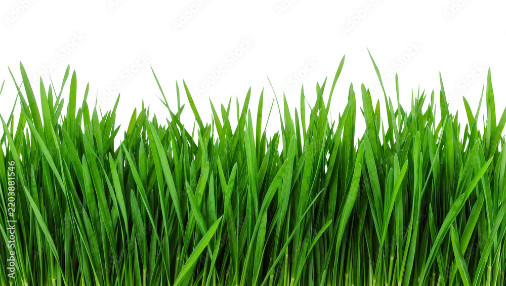 Obraz premium Vibrant green grass blades fresh and lush, isolated on transparent background
