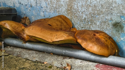 Obraz na plátně Large shelf fungus growing on a pipe against a peeling blue wall