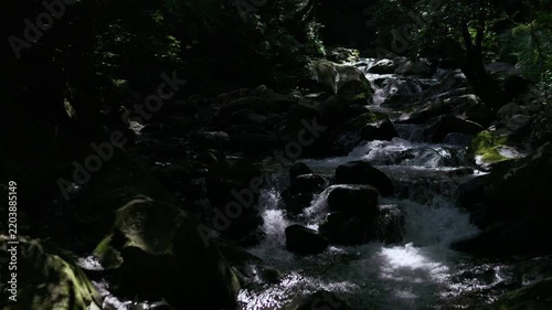 A gently flowing stream in the forest