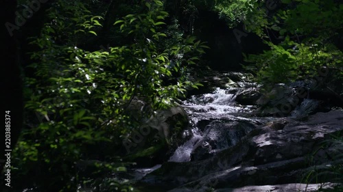 A gently flowing stream in the forest