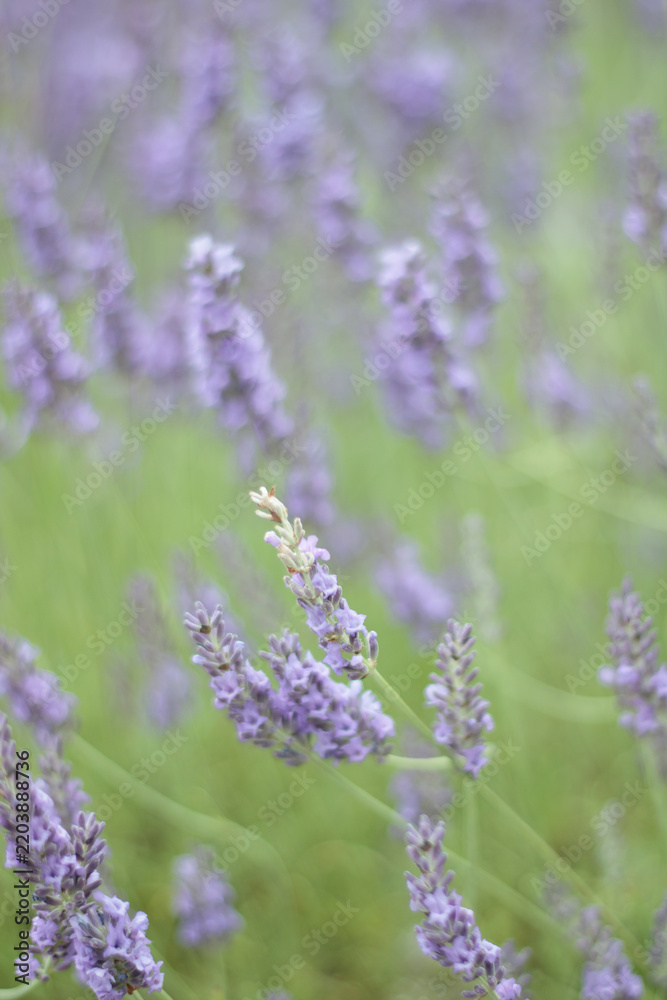 Fototapeta premium Scenic nature background featuring blooming purple lavender plants swaying gently in the summer breeze