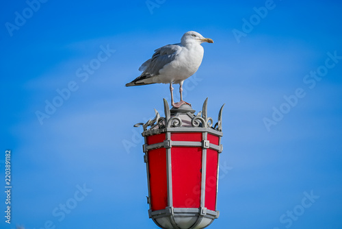Herring Gull Perched on a Red Seafront Lamp