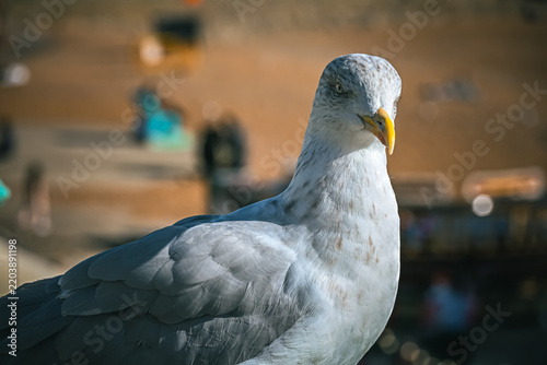 Close Up Portrait of a Herring Gull