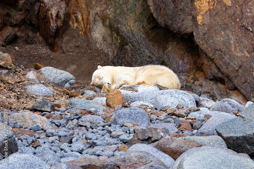 Polar bear sleeping on the rocks by the shore, Wrangel Island, Arctic