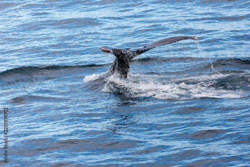 Tail of a humpback whale or Megaptera novaeangliae near Wrangel Island, Arctic