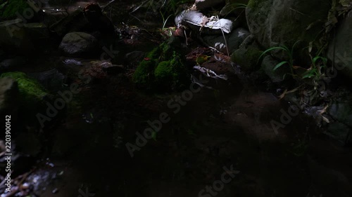 Moss-covered stones and a gently flowing stream
