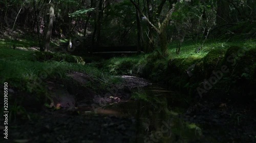 A gently flowing stream in the forest