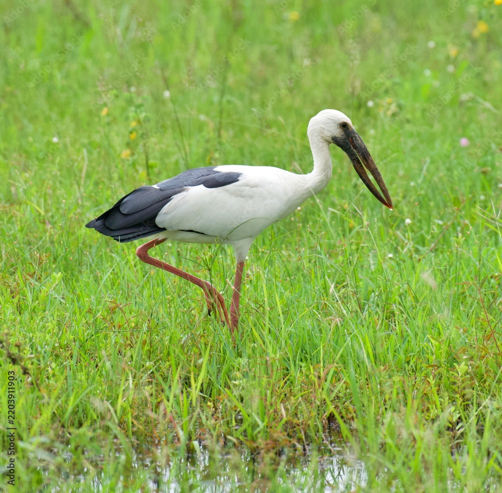 Obraz premium Open-bill stork standing in a lush wetland meadow surrounded by green grasses, wildflowers, and shallow water. The wading bird is photographed in its natural habitat in Thailand.
