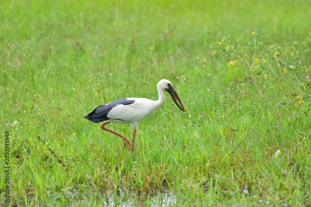 Obraz premium Open-bill stork standing in a lush wetland meadow surrounded by green grasses, wildflowers, and shallow water. The wading bird is photographed in its natural habitat in Thailand.