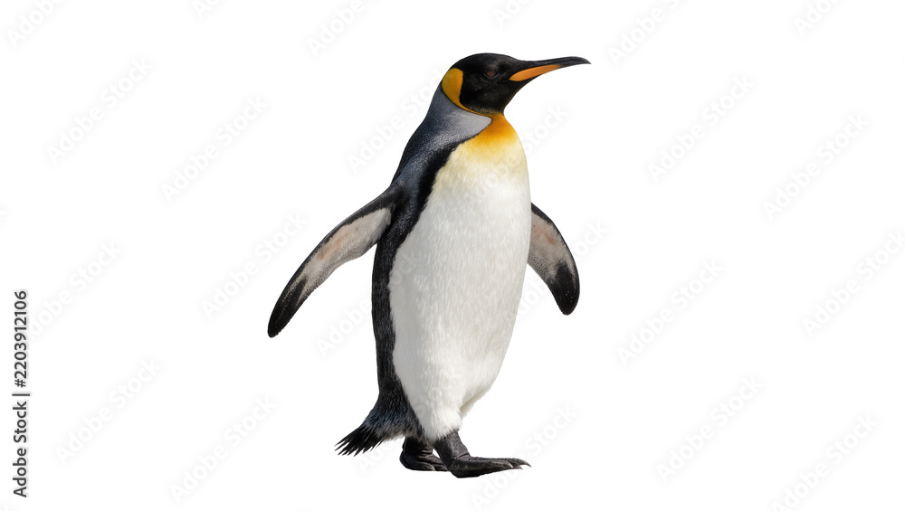 Obraz premium King penguin with black and white feathers yellow neck markings, isolated on transparent background