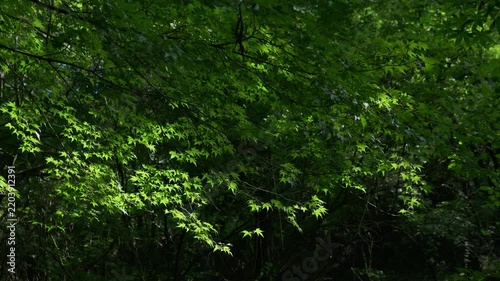 Maple leaves are swaying in the wind