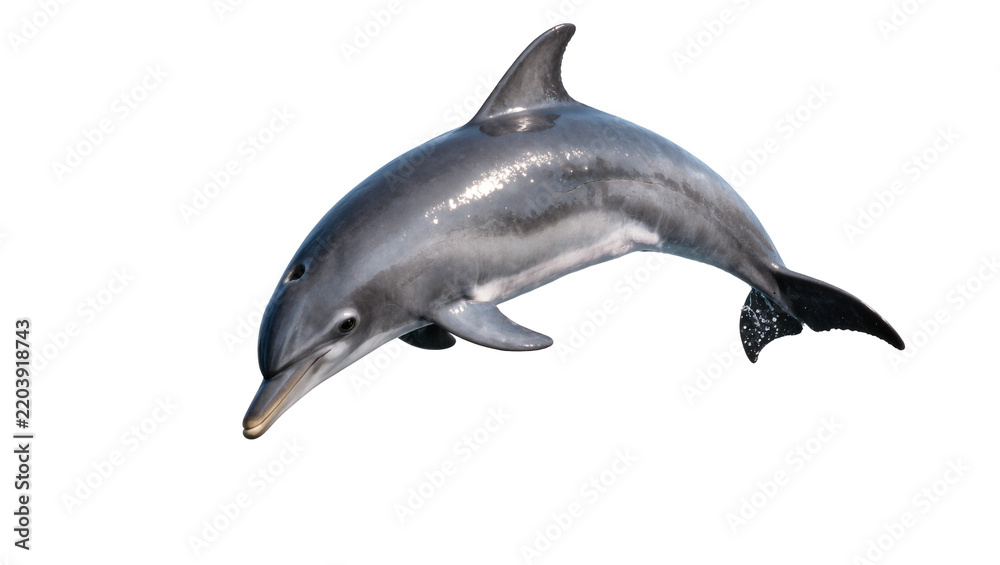 Fototapeta premium Gray dolphin leaping, isolated on transparent background
