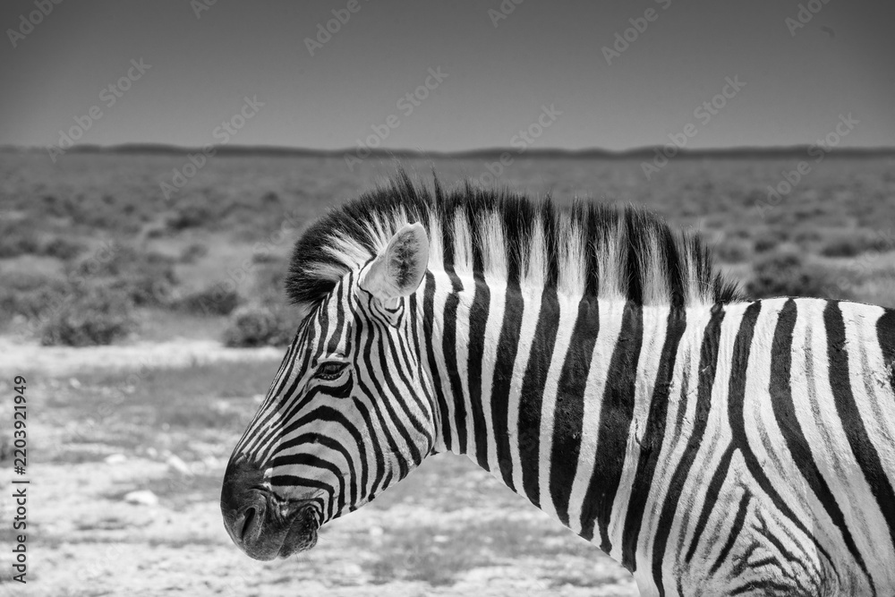 Fototapeta premium Zebras roams the open plains of Etosha National Park, their striking black-and-white patterns standing out against Namibia's sunlit savanna and vast salt-pan landscape.