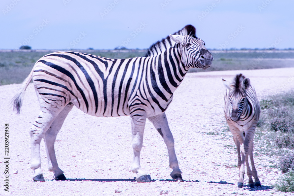 Fototapeta premium Zebras roams the open plains of Etosha National Park, their striking black-and-white patterns standing out against Namibia's sunlit savanna and vast salt-pan landscape.