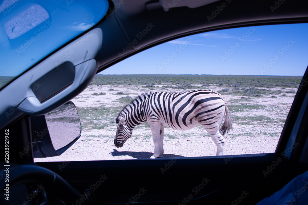 Fototapeta premium Zebras roams the open plains of Etosha National Park, their striking black-and-white patterns standing out against Namibia's sunlit savanna and vast salt-pan landscape.
