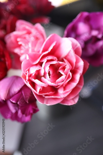 Close-up of beautiful pink roses with soft focus and shallow depth of field, creating a romantic and elegant floral background.