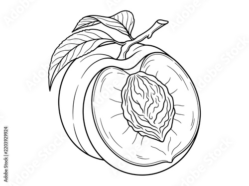 Detailed line art drawing of a ripe peach, whole and halved, with a leaf.