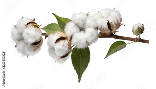 Natural White Cotton Flowers on Wooden Branch Close-Up