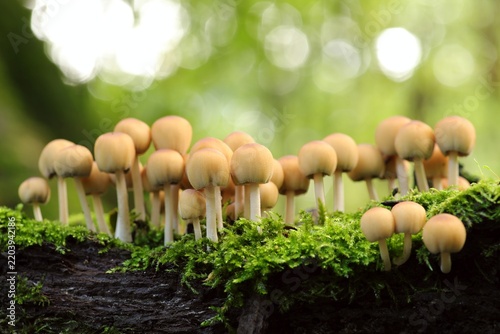 Mushrooms growing on a tree trunk in the forest