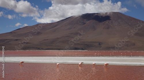 Картината върху платно Flamingos on the red waters of Laguna Colorada surrounded by volcanic mountains in the Eduardo Avaroa Andean Fauna National Reserve, Bolivia