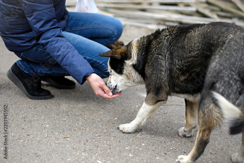 woman volunteer and dog, eats out of one's hand. stray dog on the street. animal care concept, homeless problem, veterinary medicine, volunteer assistance. kind, playful animal. close-up