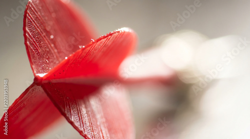 Macro view of red dart flight tail against blurred bright bokeh background