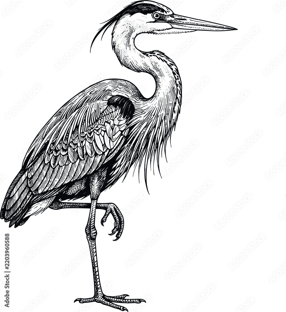 Fototapeta premium Detailed hand drawn great blue heron standing vector sketch featuring vintage engraving style line art graphic isolated on white