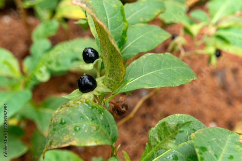 Obraz na plátně Atropa bella-donna, deadly nightshade