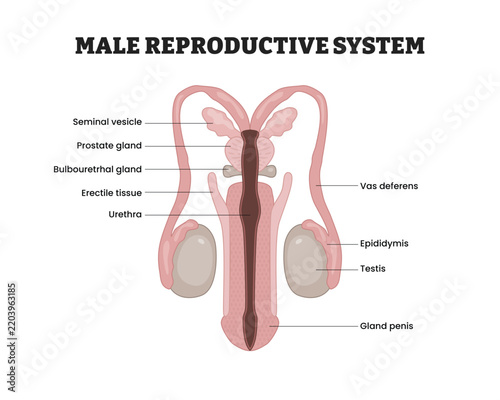 Male reproductive system anatomy labeled diagram, educational medical poster design healthcare scheme, Labeled testis, epididymis, vas deferens, prostate, urethra, seminal vesicle, epididymis, testis