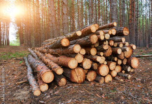 Stacked pine logs in a forest clearing with warm sunlight filtering through the tall trees