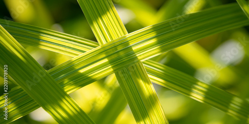 Intersecting Green Grass Blades in Sunlight
