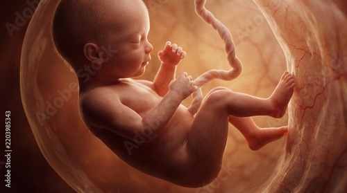 Human Fetus Developing in Womb with Umbilical Cord